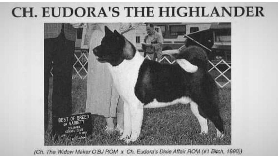 Eudoras The Highlander | Akita 