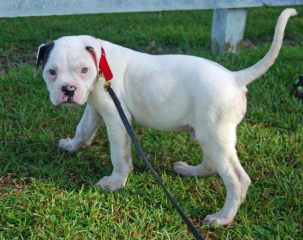 Cape Fear's Bo of Bionic's | American Bulldog 