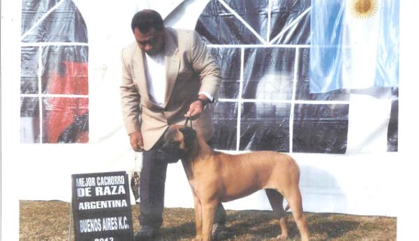 Yesica triple x | Bullmastiff 