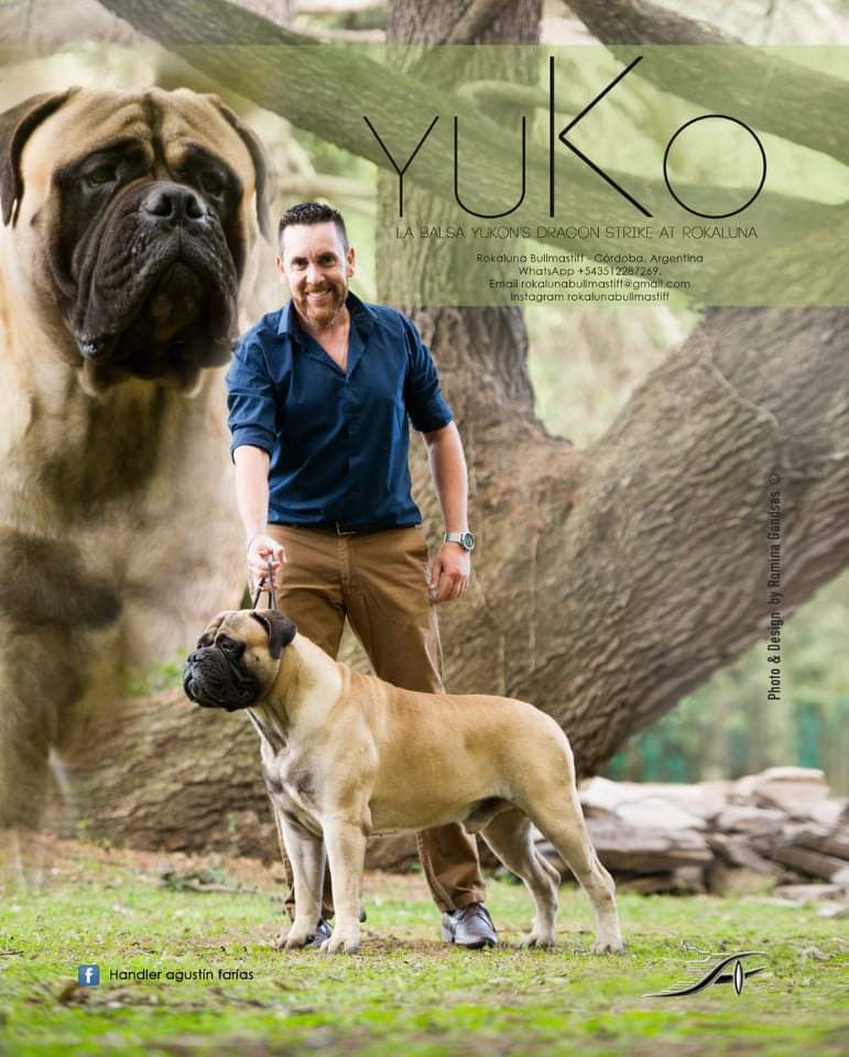 La Balsa Yukon's Strike at Rokaluna | Bullmastiff 