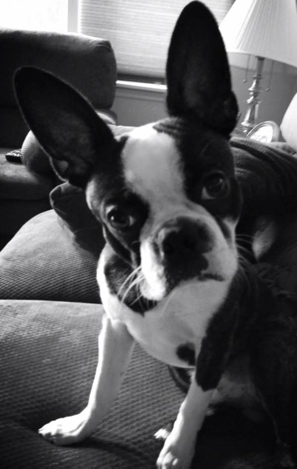 Gibbs | Boston Terrier 