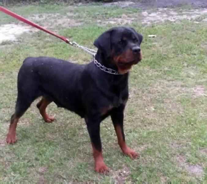 Rosie Von Romanov | Rottweiler 