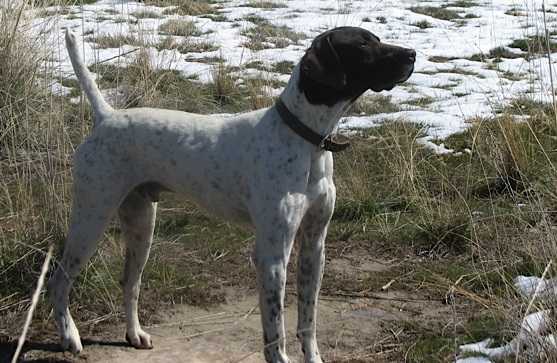 TRIPPLE T'S DURAMAX | German Shorthaired Pointer 