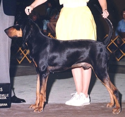 RockyTops Bud of Double B | Black and Tan Coonhound 