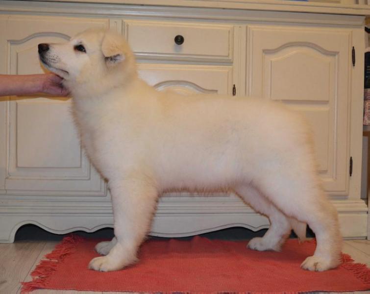 Olaf od bijelih andela | White Swiss Shepherd Dog 