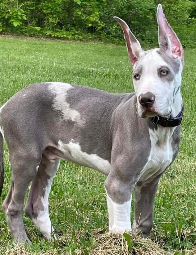 Fand B's Handsome Brad | Great Dane 