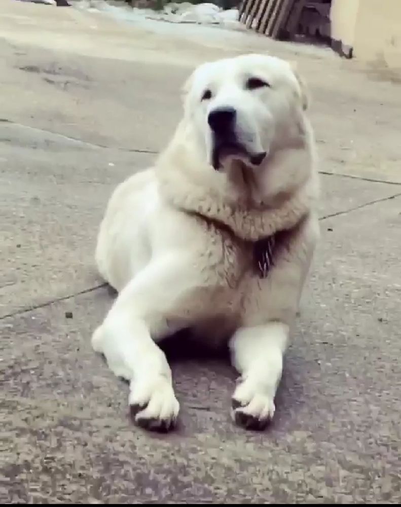 Benny Blanco | Central Asian Shepherd Dog 
