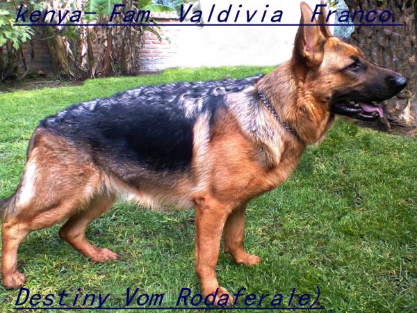 Destiny Vom Rodaferale | German Shepherd Dog 