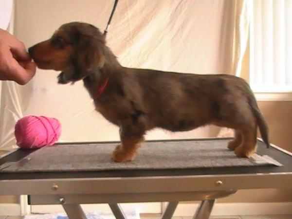 Jt's First Dawn MLD | Dachshund 