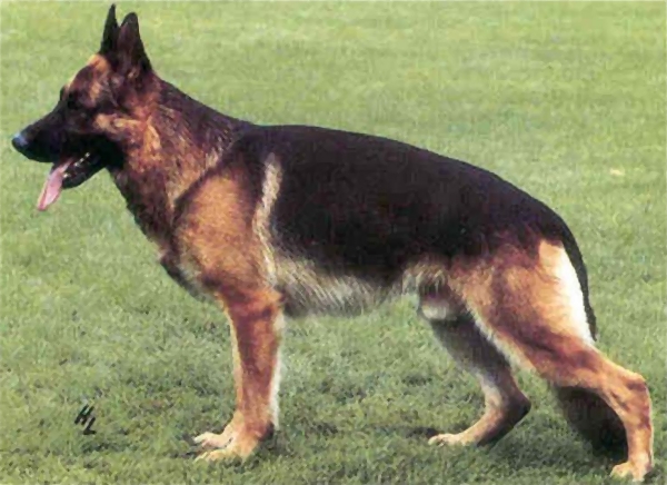 Kevin vom Assaut | German Shepherd Dog 