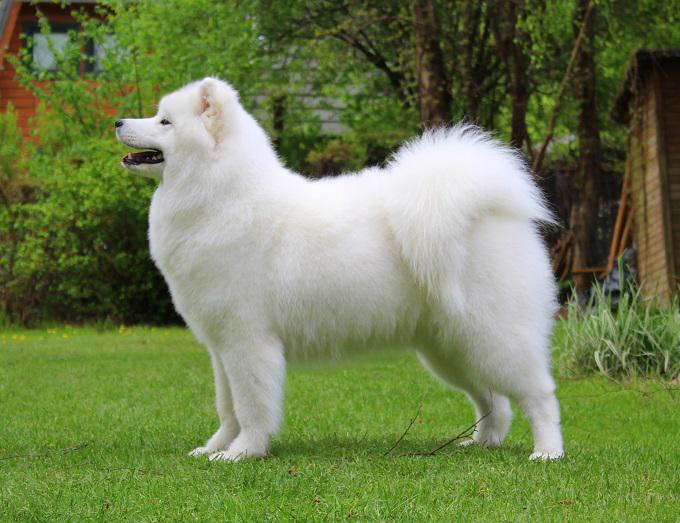 My Majesty FUTURAMA | Samoyed 