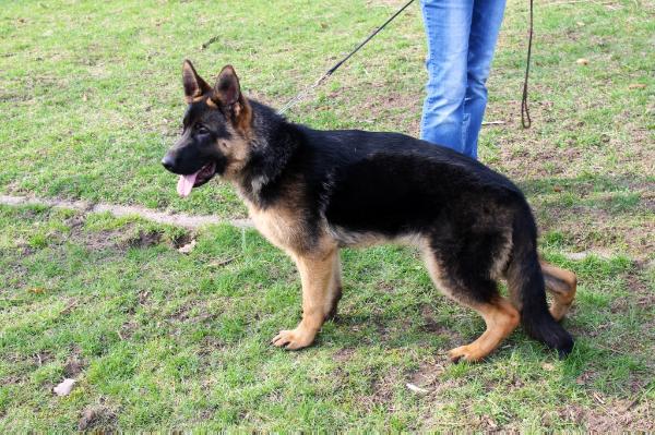 Gavin  (Vegas Feetback x Jenny Kanisfluh) | German Shepherd Dog 