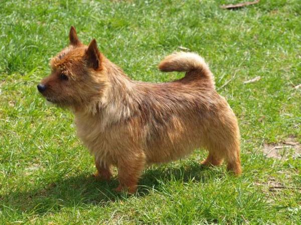 Wybar Outword Bound | Norwich Terrier 