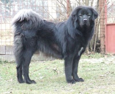 Drakyi Merlin The Magician | Tibetan Mastiff 