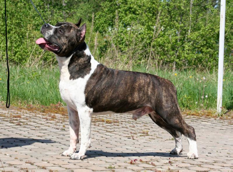 GOLDEN FALCON GENERAL | American Staffordshire Terrier 