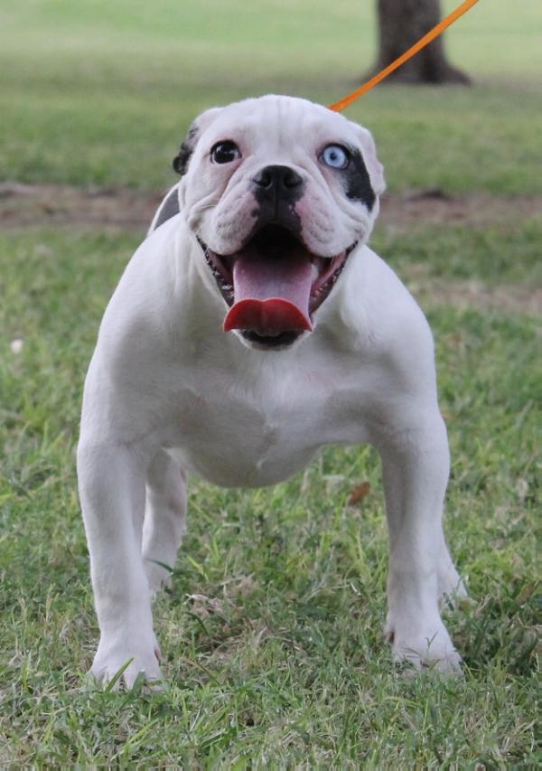 PWP'S havocs little girl | Olde English Bulldogge 