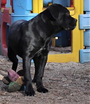 DDDawgs Audenzia | Cane Corso 