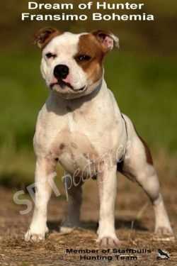 Dream of Hunter Fransimo Bohemia | Staffordshire Bull Terrier 