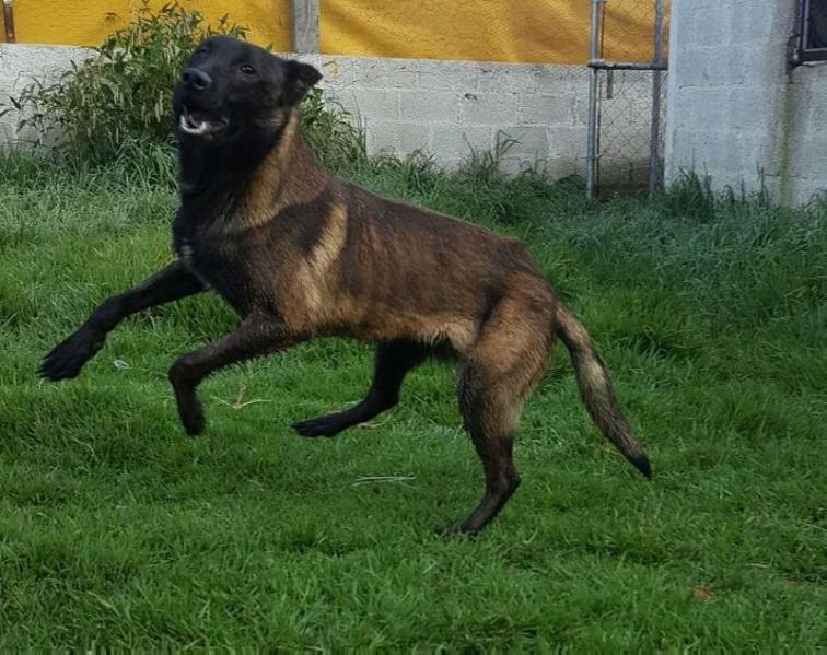 JENSER (GUTIERREZ) | Belgian Malinois 