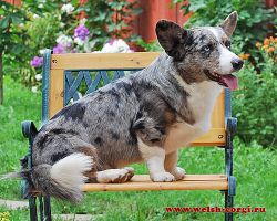 Courtly BLUE WISH FOR CONTROVERSIA | Cardigan Welsh Corgi 