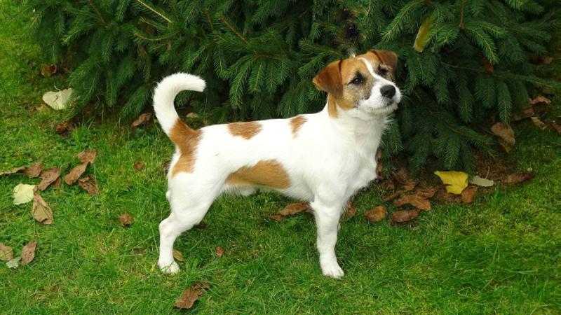 Fanguard Bono | Jack Russell Terrier 