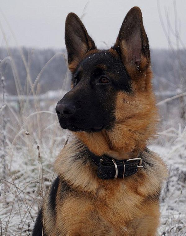 Sanglen Olbritt Meynhard | German Shepherd Dog 