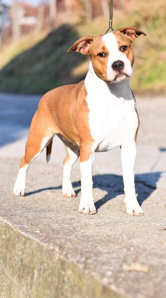 Tipsy Of Eagle Blend | American Staffordshire Terrier 
