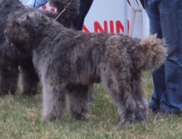 Ferroefuoco Contessa-Cloezia | Bouvier des Flandres 