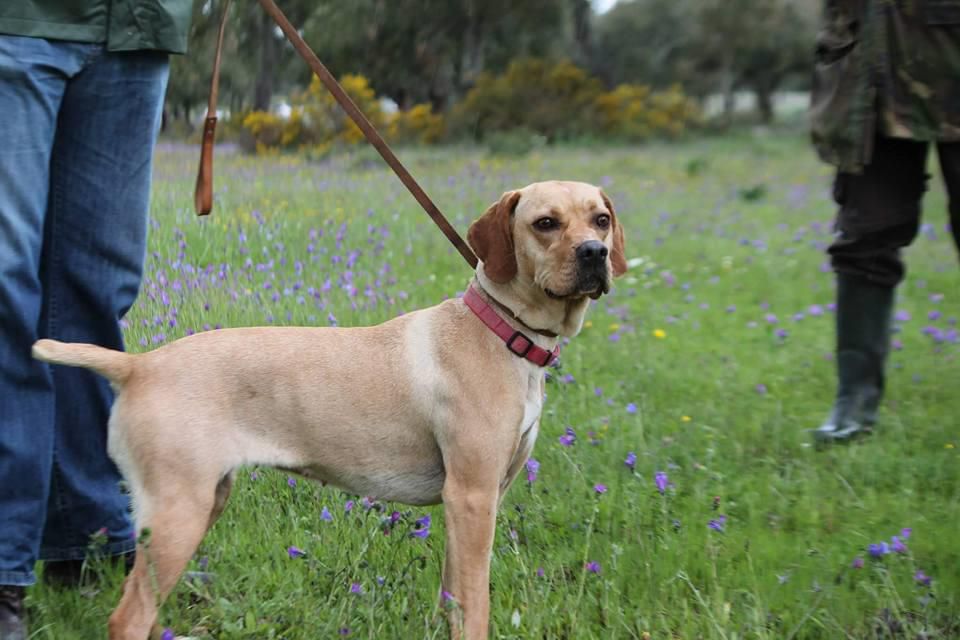 NOVESFORATUDO | Portuguese Pointer 