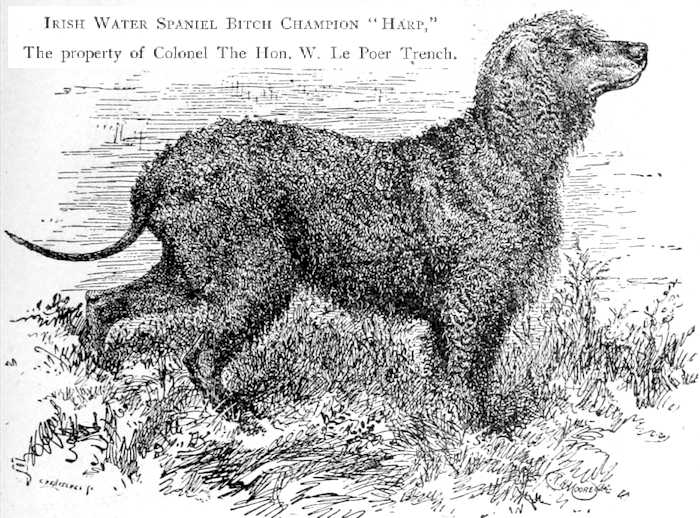 Harp [Colonel the Hon. W. Le Poer Trench] | Irish Water Spaniel 