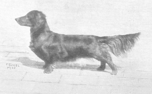 Berchtel von der Gelsenburg | Dachshund 