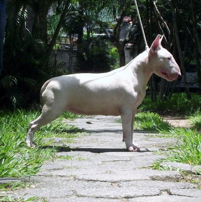 Nobre Espírito Starscream | Bull Terrier 