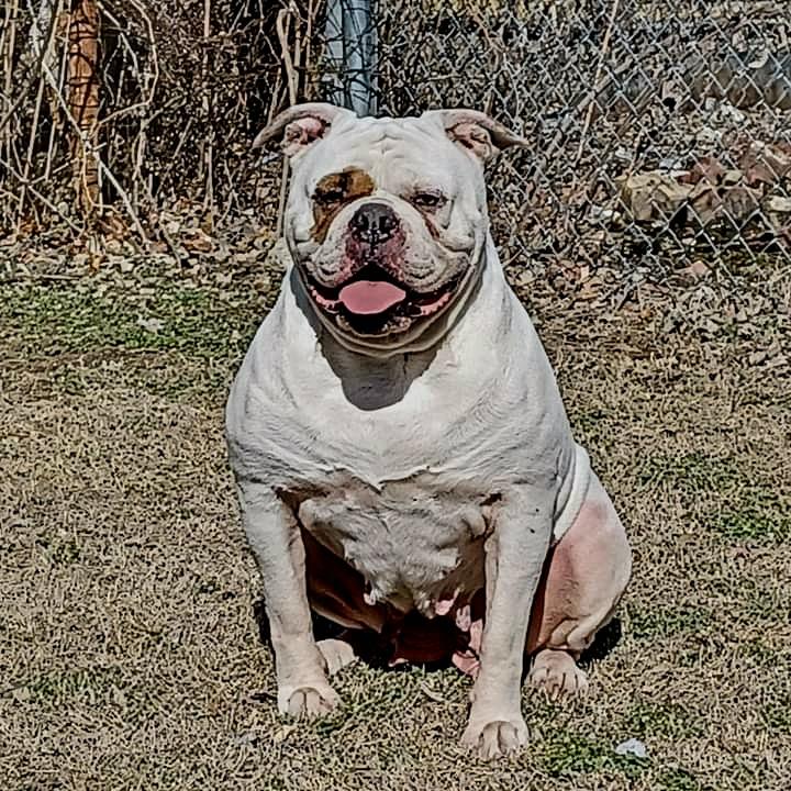 VIP's Loretta Denise | American Bulldog 