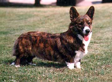 Deavitte Oakleaf | Cardigan Welsh Corgi 