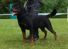 Goran vom Fuhrenblick | Rottweiler 