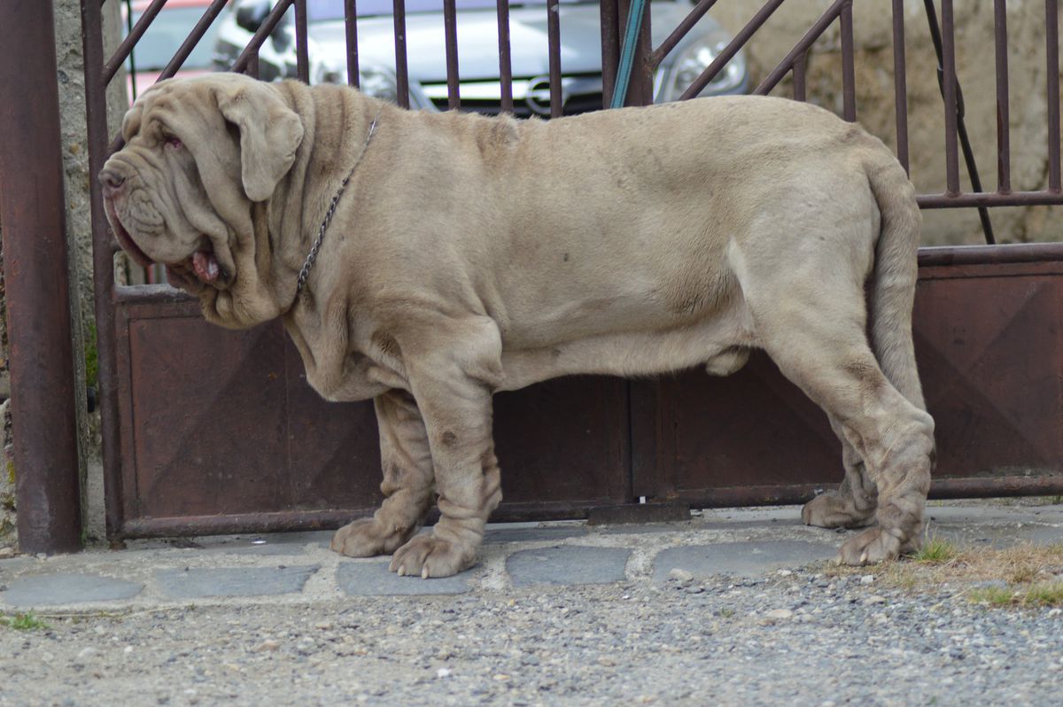 Anvire Ursus | Neapolitan Mastiff 