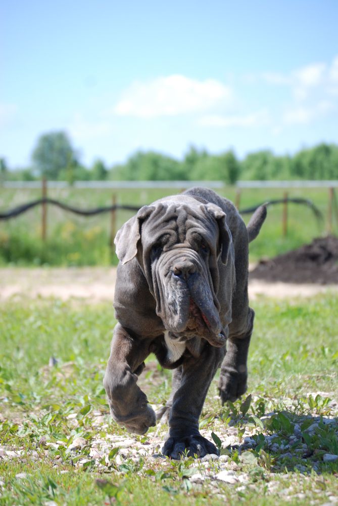 ORLANDO dello Stradone Vesuviano | Neapolitan Mastiff 