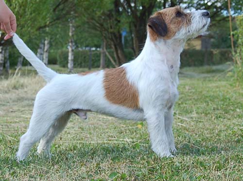 Saltisgårdens Nicholas Nickelby | Jack Russell Terrier 