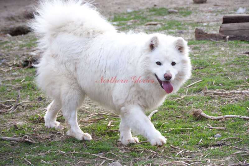 God's Glory Shines Morning And Night | Samoyed 