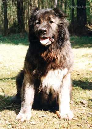 Evar Medved | Caucasian Mountain Dog 