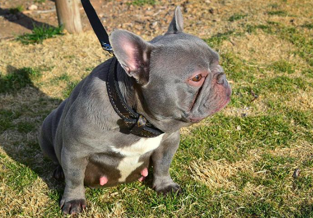 Bully Fame Kool Aid | French Bulldog 