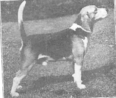 Meadow Lark Draftsman | Beagle 