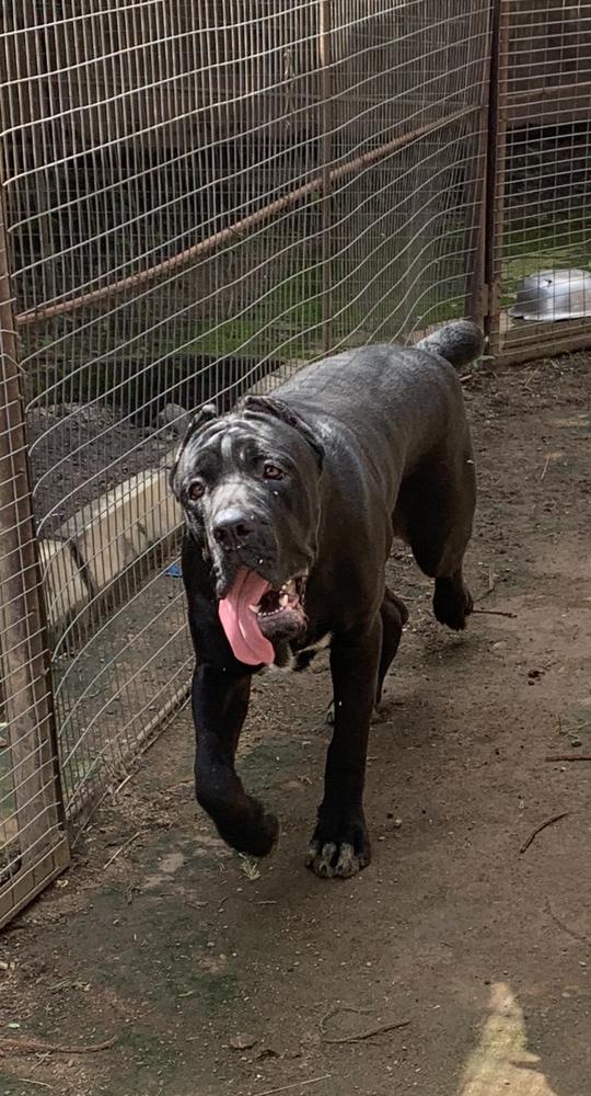 Bora vom nutrienta VH | Cane Corso 