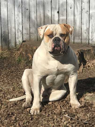 Scarface of COH | American Bulldog 