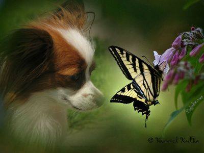 Magic Sunrise Beautiful Butterfly | Papillon 