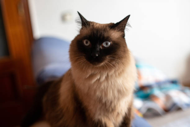 Balinese Cat