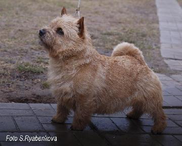 Ragus Classic Rock | Norwich Terrier 