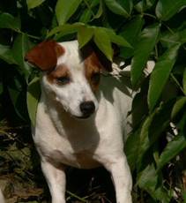 Intissar's Buddy | Jack Russell Terrier 