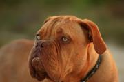 Clovischein Mighty Perceus | Dogue de Bordeaux 