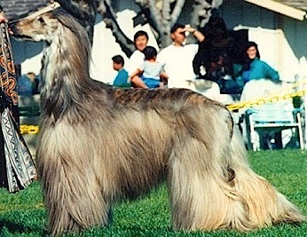 Ibnrah Moody blue wyncyn | Afghan Hound 